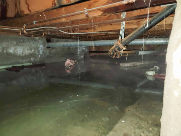 Best Mold removal after water damage  in Fair Oaks, CA